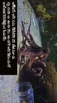 10 ఆశ్చర్యకరమైన నిజాలు 😱 | మీకు తెలియని Amazing Facts in Telugu | Brain Pop