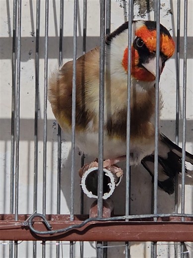 #viral #parati #jilguero #pajaro #jilgueromayor