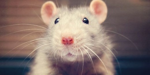 The secret to a rat’s sense of touch? It’s all in how the whiskers bend