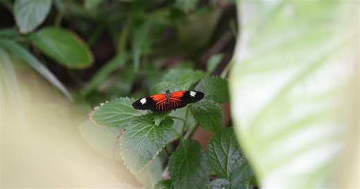 The largest tropical butterfly exhibition in the country returns to Grand Rapids for its 31st year