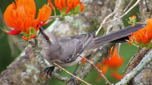 Tropical mockingbird calling and eating (Mimus gilvus) . It is a resident breeding bird from southern Mexico to northern and eastern South America and in the Lesser Antilles and other Caribbean islands. | BIRDS & Nature