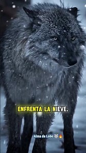 El lobo en la tormenta🔥 #AlmaDeLobo #Motivación #FuerzaMental #Superación