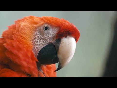 Arthur L’aventurier - Zara le ara 🦜