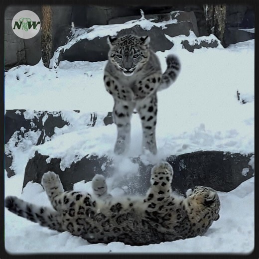 25K views · 2.6K reactions | A heartwarming moment: snow leopard cub enchants visitors at the sanctuary—[Full story in 헰헼헺헺헲헻혁] | Nature and Wildlife TV | Facebook