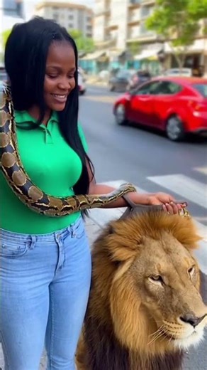 I saved my lion from a moving car