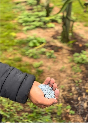 A adubação química é uma etapa importante no manejo da pitaya. 🌵 Após o uso inicial de adubos orgânicos, ela entra como complemento para fornecer nutrientes essenciais que a planta precisa para crescer com mais vigor. Com a nutrição equilibrada, as mudas se desenvolvem melhor, as plantas ficam mais fortes, e a adubação aumenta a produtividade e melhora a qualidade dos frutos. Produzir bem começa com um solo bem nutrido!🌵✅ #pitaya #frutadodragao #plantacao #dragonfruit #agricultura