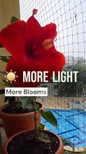 Hibiscus Care Made Easy 🌺 | Grow Bigger Blooms Every Day! #shorts