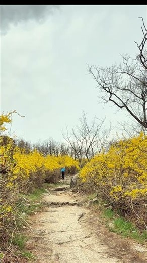 Silent Life | A path disappearing into spring 🌿