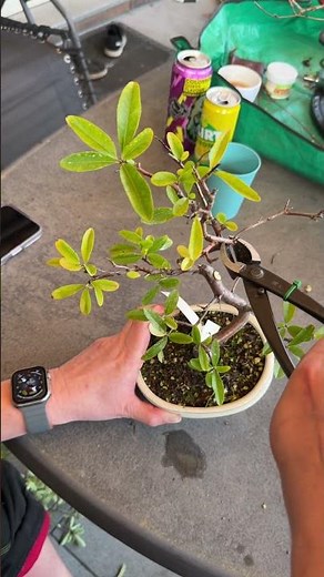 Feuerdorn zurückschneiden #bonsai #bonsaileben #bonsaitree