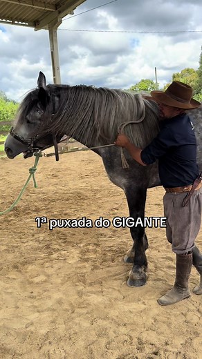 Training a Percheron Colt: First Gallop and Techniques