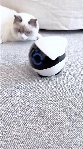 見守りカメラのスピード感に猫ちゃんも大興奮！追いかけっこ🐱💨 #見守りカメラ #ペットカメラ #見守りロボット #猫のいる暮らし #猫動画 #catvideos #rolamini #enabot