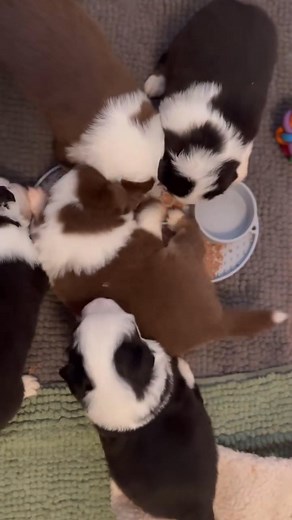  URGENT ADOPTION ALERT!  Meet our adorable 3-month-old Mini...