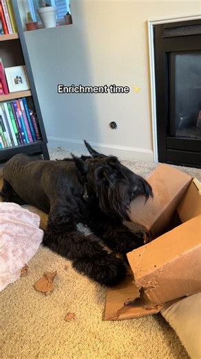 The guy loves tearin’ up a good ol’ cardboard box