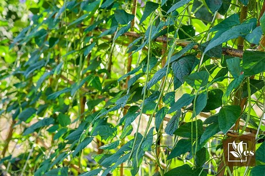 Yardlong Beans | Growing At Home - Gardening Secrets Revealed - Evergreen Seeds