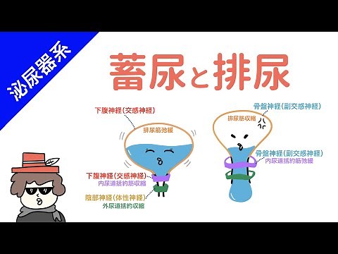 排尿のメカニズム（支配神経と筋肉）