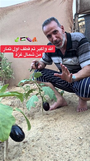 تم قطف اول ثمار الزراعة من ارض شمال غزة 🍃⛺️🍆🇵🇸#غزة #الخيام #اكسبلور