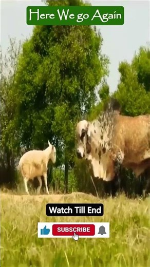 Total ram-page! 😱