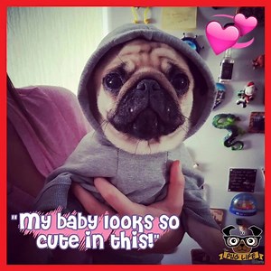 19K views · 1.5K reactions | Cutest Hoodie for Your Fur-Baby ➡ www.thepuglifestore.com/collections/pug-clothing/products/cutest-dog-hoodie GET IT HERE ➡ www.thepuglifestore.com/collections/pug-clothing/products/cutest-dog-hoodie | The Pug Life Store | Facebook