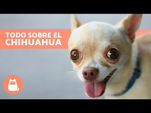 The CHIHUAHUA dog 🐶 (Origin, Characteristics, Temperament, and Care)