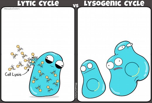 Lytic cycle vs lysogenic cycle of viruses...in a GIF! #biology #science | The Amoeba Sisters