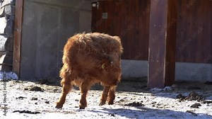 Hairy red male calf of scottish highland cattle standing in the sun and turning around against camera - Slow motion static