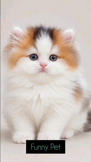 Funny & Cute Kitten Moments 😻 | Cutest Cat Video Ever! #Shorts