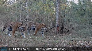 156K views · 1K reactions | Thanks to you and all of our partners worldwide, we are making a positive impact for people and wildlife. One highlight: tigers rebounding across Asia. Also, in Papua New Guinea, we helped communities triple marine protected area coverage nationally. This and more in the new 2024 #WCSImpact Report: https://bit.ly/3PDxe8A | Wildlife Conservation Society | Facebook