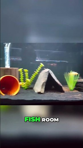 Instant Fish Tank Cycle: Prevent Ammonia Spikes Fast!