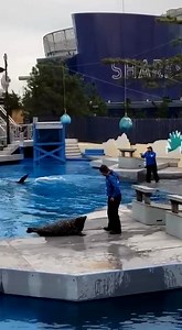 This is harbor seal Pickles with Trainer Sarah in an Aquatheater show! He may be new to the show but Pickles already has fans in the crowd. On your next visit, stop by and watch our animals learn behaviors that stimulate their natural instincts and aid in their care. | New York Aquarium