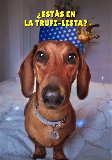 Trufi-Lovers y la Trufi-Lista Completa
