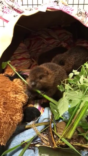 2K views · 223 reactions | BEAVER KITS AND WATER PLANTS Koa, Kaia and Kapua, the three beaver kits in our care, are enjoying their natural foods. Every day our beaver caretakers go out to pick fresh plants and branches so our beavers get the best diet! #beaver #wildliferehab #wildliferescue #aspenvalleywildlifesanctuary #keepwildlifewild For more information on our facility, please check out our website www.aspenvalley.ca | Aspen Valley Wildlife Sanctuary | Facebook