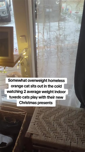 Opal and Oreo got cat nip infused rope, cat nip pouches, And a big tub of cat nip! #cathumor #orangecat #fatcat #cutecats #funnypets