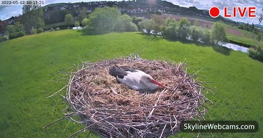 【LIVE】 Webcam Alfeld - Storchennest | SkylineWebcams
