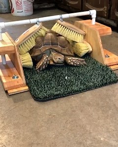 1.7M views · 27K reactions | The little butt shuffle of pure joy 殺  | UNILAD | Facebook