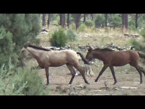 Wild Horse Foals Playing