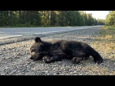 Saving a Tiny Black Bear Cub - A Journey Back to the Wild