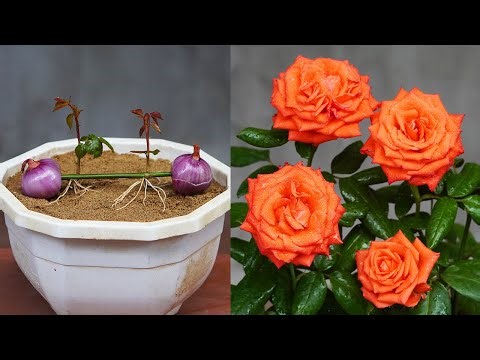 Grow Endless Roses from Cuttings at Home Easy DIY Method
