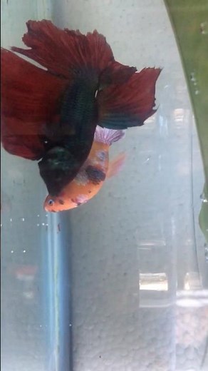 How to Breed Betta Fish: Complete Breeding Tank Setup & Mating Sequence