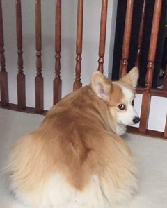 2.7K views · 581 reactions | She THICC  #NoAmountOfSquatsWillGetMeThisBooty #LookAtHerGivingMeTheDirtEye #YesImPerfect #DontBeJellyOfThisJelly | Tibby The Corgi | Facebook