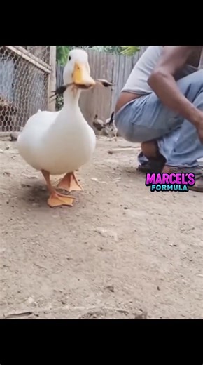 157M views · 1.9M reactions | El pato ganso y el escorpión, se unen, Dominicano, Puerto Ricans, Latinos, #Humor, #Risas #HumorLatino #ChistesAdultos #ComediaEspañol | Marcelsformula | Facebook