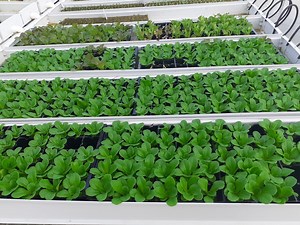 [Hot Item] Hydroponic Greenhouse Farm Vegetable Growing Tray Cultivation Fodder System
