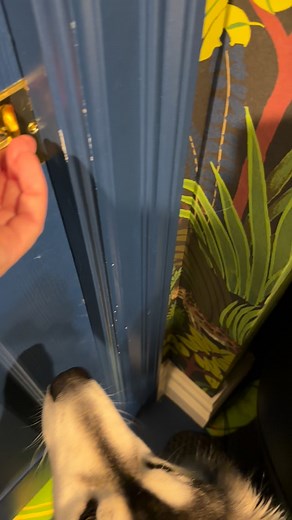 2.2K views · 21 reactions | Limeade’s crows get me every time ‍ Lemonade is a dog lover for sure  #adoptme | Kelly’s Fosters | Facebook