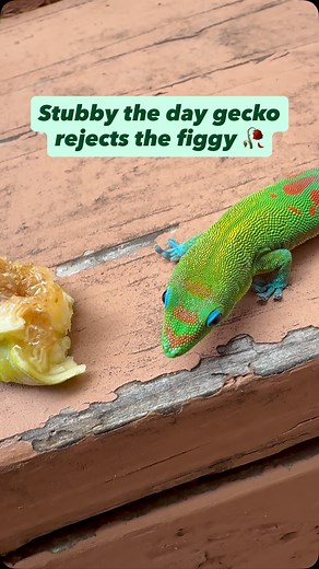 75K views · 7.8K reactions | Stubby the day gecko rejects the figgy 鹿 #gecko #lizard #reptile #cuteanimals #funnyanimals #funnyreels | geckgoals | Facebook