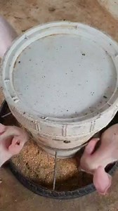 📢📢TU ES DÉBUTANT,NOVICES, TECHNICIEN, ENTREPRENEUR OU FUTUR CETTE FORMATION EST FAITE POUR TOI 🐖🐖🐖 *🗣️🗣️ Venez suivre une bonne formation en porciculture(Élevage des porcs,volaille )🐖🐖🐖. Au programme : -conduite d'élevage🐖🐖 -orientation -L'installation -La préparation🍿🍿🍿 -La multiplication rapide des animaux🐖 - Techniques pratiques - astuces - formule adaptées pour la croissance et le développement des animaux🐖 -Choix du facteur génétique (reproducteur)🐖🐖 -Traitement de tout s