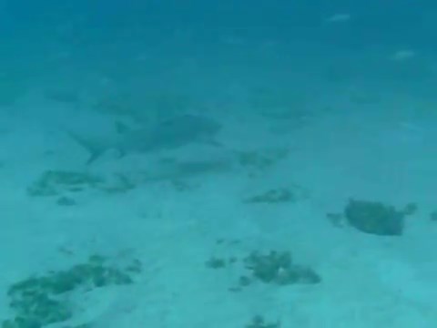 Lemon Shark Facts - Habitat ,Social Behavior & Human Interaction - SharkSider