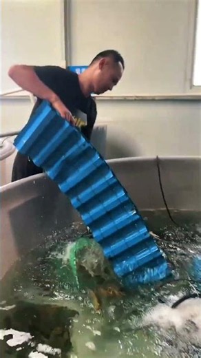 Aquaculture Tank Maintenance – Fish Sorting and Pond Management Process