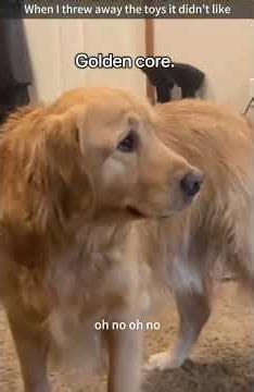 Funny golden retriever #dog