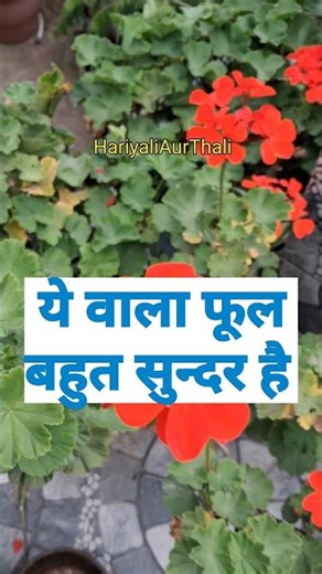 💥Geranium Plant Care Tips 💥 #geraniumplant