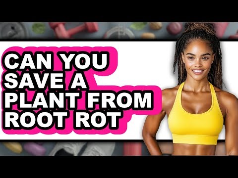 Can You Save a Plant from Root Rot (Only Way) 2025