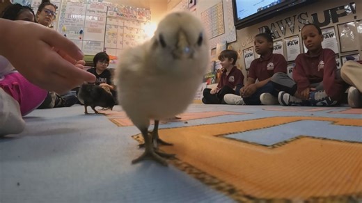 Second graders at Horizon Science Academy learn about egg prices